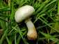 Fehér tarlógomba (Leucoagaricus leucothites), Budapest